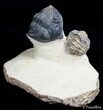 Metacanthina & Cyrtometopus Trilobite Association #3130-1